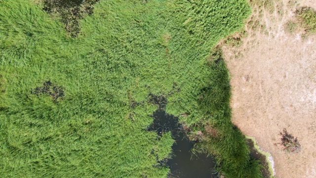 PUERTO LOS CABOS BEACH BCS MEXICO-2023: Stream Flowing Through Lush Grass and Dry Terrain