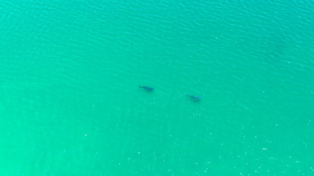 BAHIA DE LOS ANGELES BCS MEXICO-2022: Two Stingrays Swimming in Turquoise Water