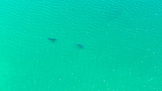 BAHIA DE LOS ANGELES BCS MEXICO-2022: Two Dolphins Swimming in Clear Turquoise Water