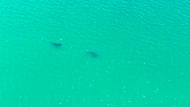 BAHIA DE LOS ANGELES BCS MEXICO-2022: Two Marine Mammals Swimming in Turquoise Water