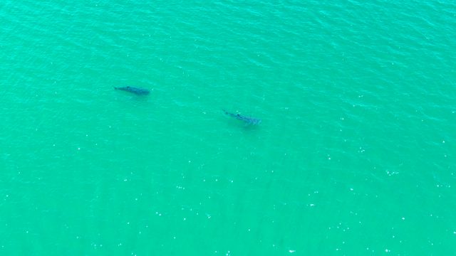 BAHIA DE LOS ANGELES BCS MEXICO-2022: Two Whales Swimming in Turquoise Water