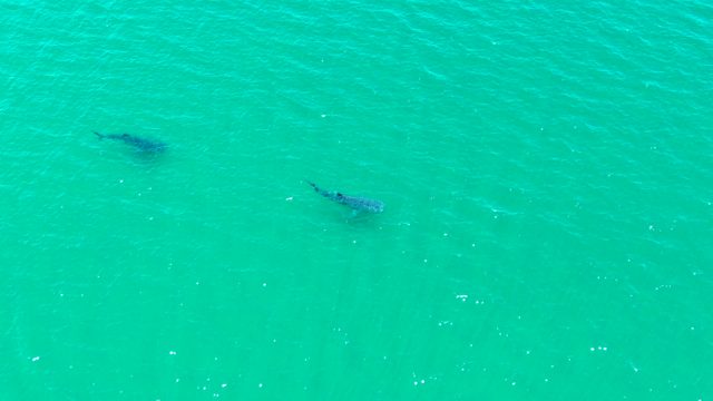 BAHIA DE LOS ANGELES BCS MEXICO-2022: Two Whale Sharks Gliding in Turquoise Ocean Water