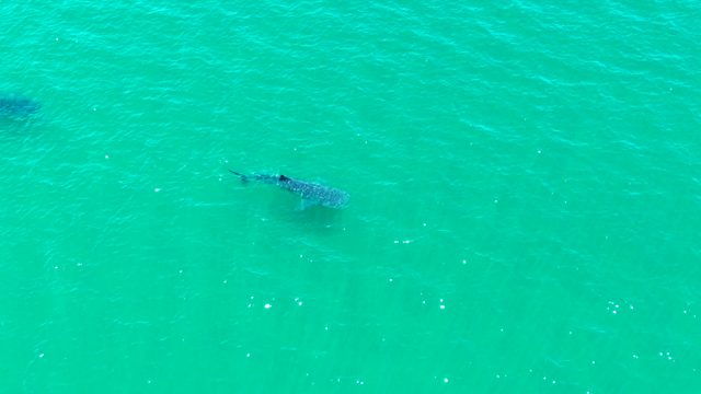 BAHIA DE LOS ANGELES BCS MEXICO-2022: Whale Shark Swimming in Turquoise Ocean Water