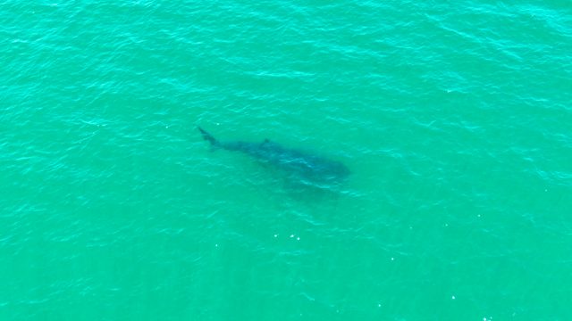 BAHIA DE LOS ANGELES BCS MEXICO-2022: Whale Shark Gliding Through Turquoise Ocean Water