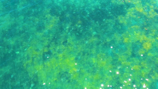BAHIA DE LOS ANGELES BCS MEXICO-2022: Gentle Water Currents Over Seaweed Bed