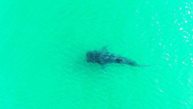 BAHIA DE LOS ANGELES BCS MEXICO-2022: Whale Shark Swimming in Turquoise Water