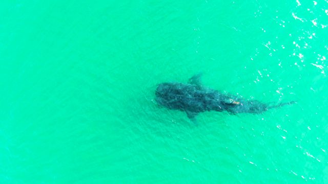 BAHIA DE LOS ANGELES BCS MEXICO-2022: Whale Shark Swimming in Turquoise Water