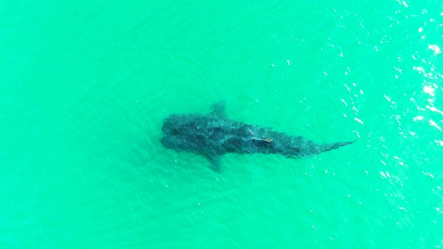 BAHIA DE LOS ANGELES BCS MEXICO-2022: Whale Shark Gliding in Turquoise Ocean Waters