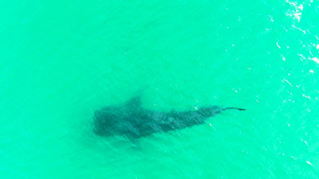 BAHIA DE LOS ANGELES BCS MEXICO-2022: Shark Gliding Through Turquoise Ocean Water