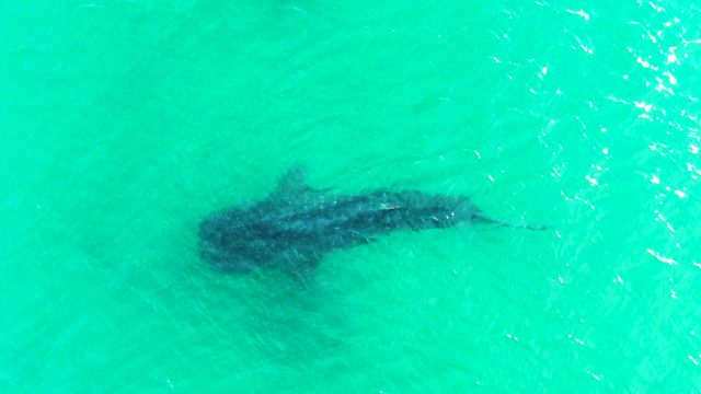 BAHIA DE LOS ANGELES BCS MEXICO-2022: Whale Shark Swimming in Turquoise Ocean Water