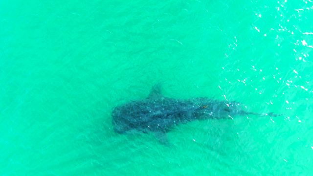 BAHIA DE LOS ANGELES BCS MEXICO-2022: Whale Shark Gliding Through Clear Turquoise Water