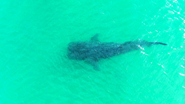 BAHIA DE LOS ANGELES BCS MEXICO-2022: Whale Shark Swimming in Clear Turquoise Water