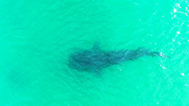 BAHIA DE LOS ANGELES BCS MEXICO-2022: Whale Shark Gliding in Clear Turquoise Ocean Water