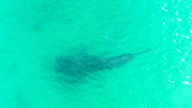 BAHIA DE LOS ANGELES BCS MEXICO-2022: Whale Shark Swimming in Clear Turquoise Water