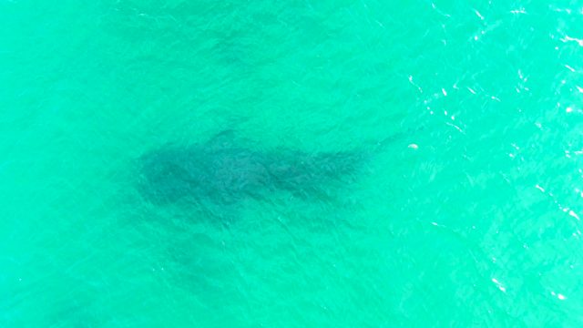 BAHIA DE LOS ANGELES BCS MEXICO-2022: Whale Shark Swimming in Clear Turquoise Water