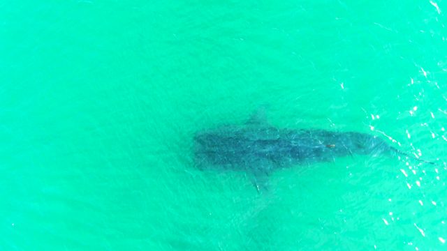 BAHIA DE LOS ANGELES BCS MEXICO-2022: Whale Shark Gliding in Clear Turquoise Water
