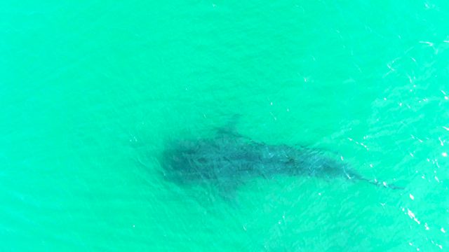 BAHIA DE LOS ANGELES BCS MEXICO-2022: Whale Shark Swimming in Clear Turquoise Water