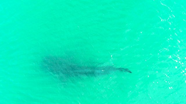 BAHIA DE LOS ANGELES BCS MEXICO-2022: Whale Shark Gliding Through Shallow Turquoise Water