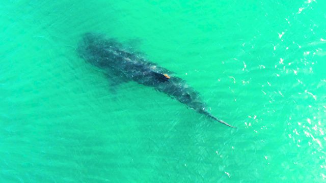 BAHIA DE LOS ANGELES BCS MEXICO-2022: Whale Shark Swimming in Clear Turquoise Water
