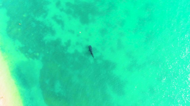 BAHIA DE LOS ANGELES BCS MEXICO-2022: Marine Animal Swimming in Shallow Turquoise Water Near Beach