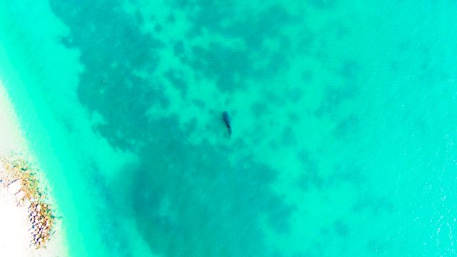 BAHIA DE LOS ANGELES BCS MEXICO-2022: Swimmer Moving in Clear Turquoise Ocean
