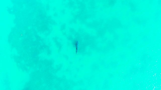 BAHIA DE LOS ANGELES BCS MEXICO-2022: Shark Swimming in Clear Turquoise Water