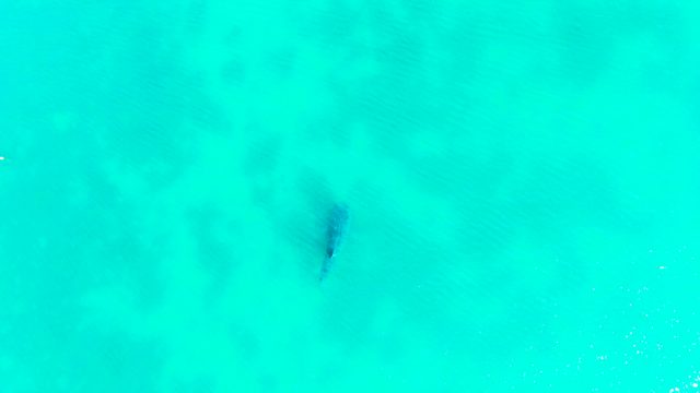 BAHIA DE LOS ANGELES BCS MEXICO-2022: Fish Swimming in Shallow Clear Turquoise Water