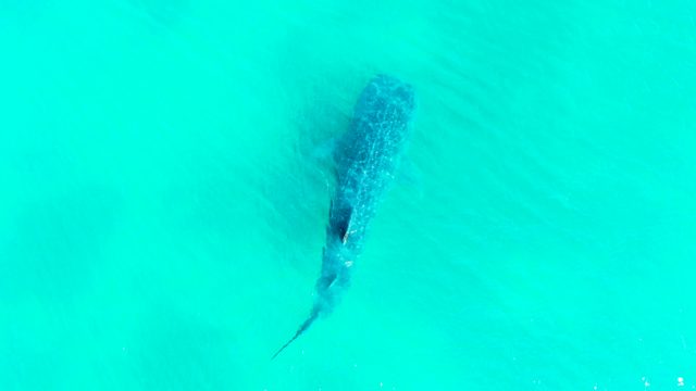 BAHIA DE LOS ANGELES BCS MEXICO-2022: Whale Shark Swimming in Clear Turquoise Water