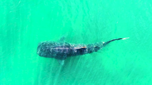 BAHIA DE LOS ANGELES BCS MEXICO-2022: Whale Shark Swimming in Turquoise Ocean Water