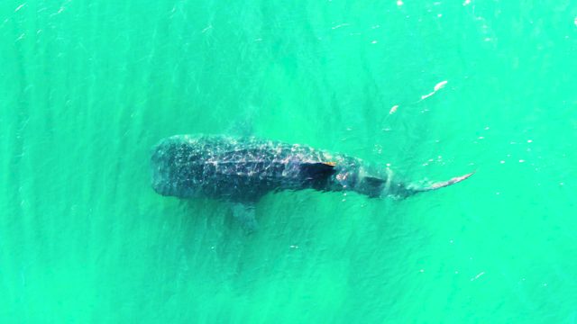 BAHIA DE LOS ANGELES BCS MEXICO-2022: Whale Shark Gliding Through Turquoise Ocean Water