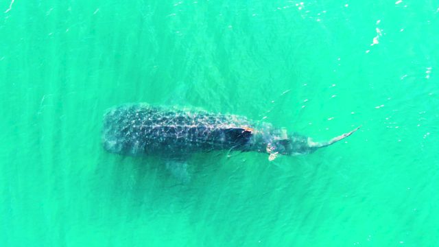 BAHIA DE LOS ANGELES BCS MEXICO-2022: Whale Shark Swimming in Clear Turquoise Water