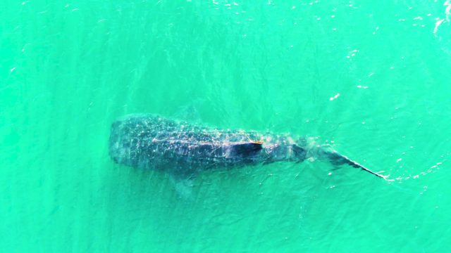 BAHIA DE LOS ANGELES BCS MEXICO-2022: Whale Shark Swimming in Clear Turquoise Water