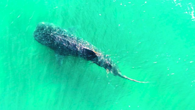 BAHIA DE LOS ANGELES BCS MEXICO-2022: Whale Shark Swimming in Clear Turquoise Water