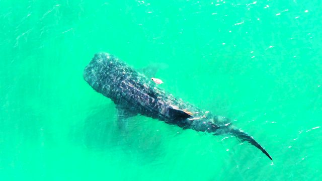 BAHIA DE LOS ANGELES BCS MEXICO-2022: Whale Shark Gliding Through Turquoise Ocean Water
