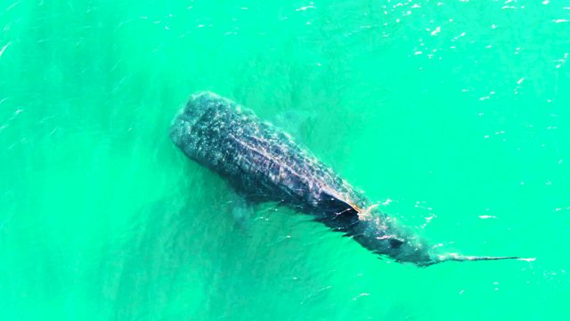BAHIA DE LOS ANGELES BCS MEXICO-2022: Whale Shark Swimming in Clear Turquoise Water