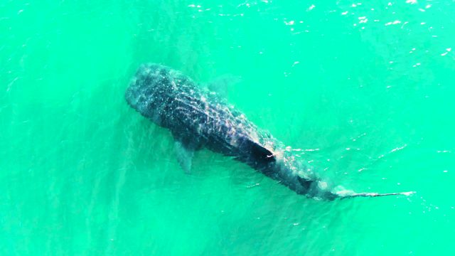 BAHIA DE LOS ANGELES BCS MEXICO-2022: Whale Shark Glides Through Turquoise Ocean Water