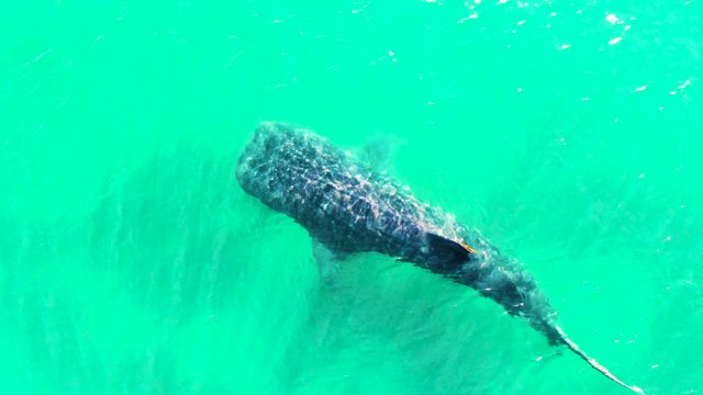 BAHIA DE LOS ANGELES BCS MEXICO-2022: Whale Shark Swimming in Clear Turquoise Water