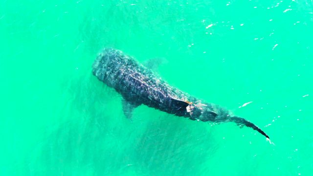 BAHIA DE LOS ANGELES BCS MEXICO-2022: Whale Shark Swimming in Clear Turquoise Water