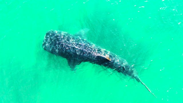 BAHIA DE LOS ANGELES BCS MEXICO-2022: Whale Shark Swimming in Clear Turquoise Water