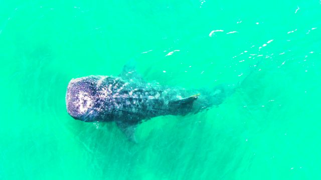 BAHIA DE LOS ANGELES BCS MEXICO-2022: Whale Shark Gliding Through Turquoise Ocean Waters