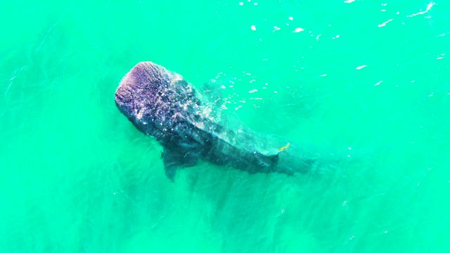 BAHIA DE LOS ANGELES BCS MEXICO-2022: Whale Shark Gliding in Turquoise Ocean Waters
