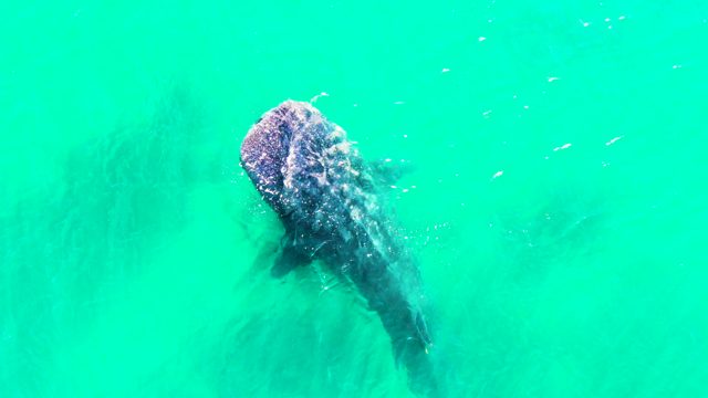 BAHIA DE LOS ANGELES BCS MEXICO-2022: Whale Shark Filter-feeding in Clear Turquoise Water