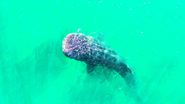 BAHIA DE LOS ANGELES BCS MEXICO-2022: Whale Shark Gliding Through Turquoise Ocean Water