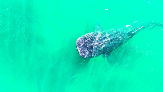 BAHIA DE LOS ANGELES BCS MEXICO-2022: Whale Shark Gliding Through Turquoise Ocean Water