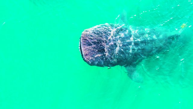 BAHIA DE LOS ANGELES BCS MEXICO-2022: Whale Shark Swimming in Clear Turquoise Water