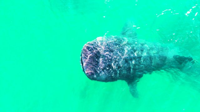 BAHIA DE LOS ANGELES BCS MEXICO-2022: Whale Shark Swimming with Open Mouth in Turquoise Water