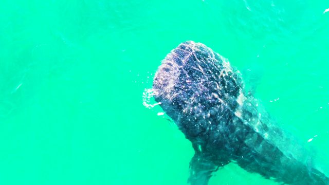 BAHIA DE LOS ANGELES BCS MEXICO-2022: Whale Shark Swimming with Open Mouth in Turquoise Water