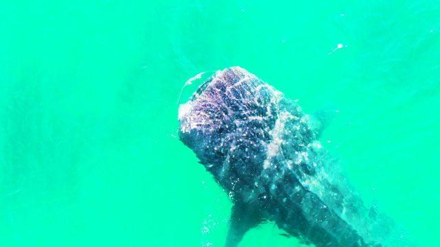 BAHIA DE LOS ANGELES BCS MEXICO-2022: Whale Shark Swimming in Clear Turquoise Water