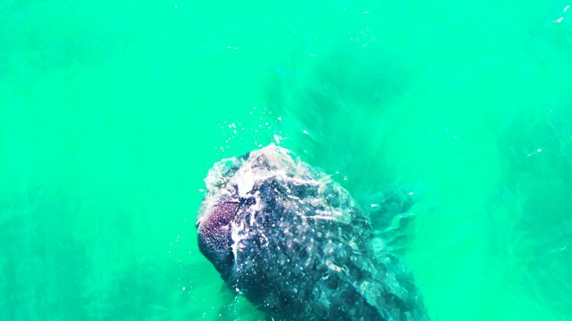 BAHIA DE LOS ANGELES BCS MEXICO-2022: Humpback Whale Surfacing in Clear Turquoise Water