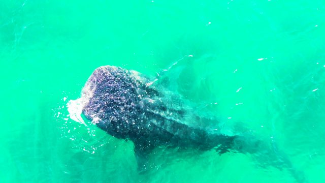 BAHIA DE LOS ANGELES BCS MEXICO-2022: Whale Shark Swimming and Filter-feeding Underwater